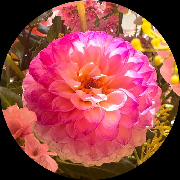 lololotus